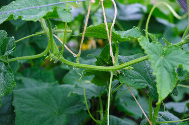 Similar image 21110538