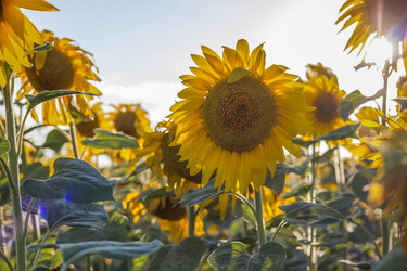 Similar image 21084316