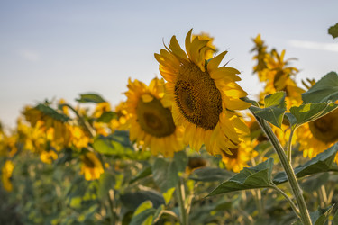 Similar image 21084319