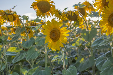 Similar image 21084325