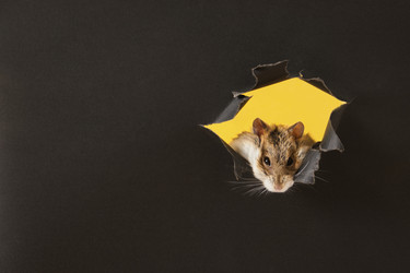 Similar image 21110046