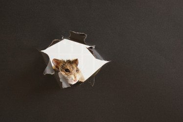 Similar image 21110048