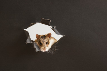 Similar image 21110050