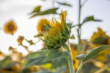 Similar image 21084327