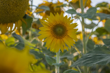 Similar image 21084333