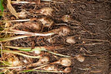 Similar image 21111007