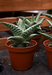 Similar image 21084432