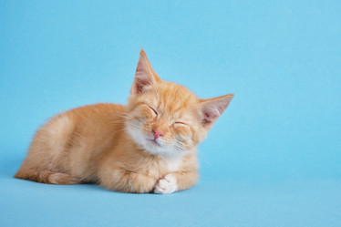 Similar image 21111061