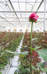 Similar image 21124439