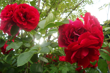 Similar image 21081036