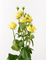 Similar image 21119669