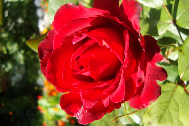 Similar image 21081039