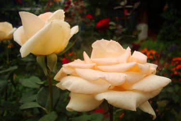 Similar image 21081042