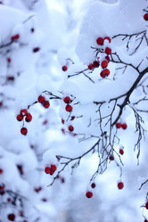 Similar image 21106341