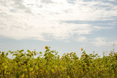 Similar image 21119758