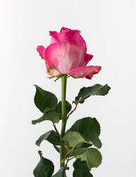 Similar image 21118019