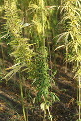 Similar image 21083760