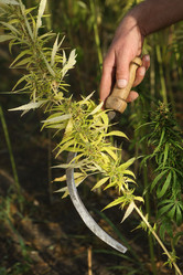 Similar image 21083610