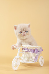 Similar image 21082972