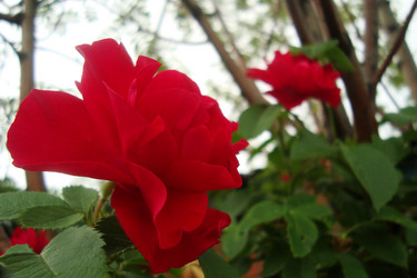 Similar image 21113754