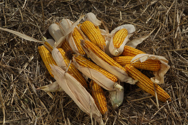 Similar image 21083725