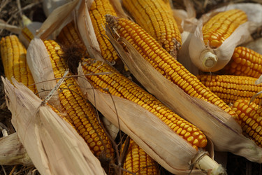 Similar image 21083726