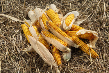 Similar image 21114300