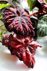 Similar image 21086182