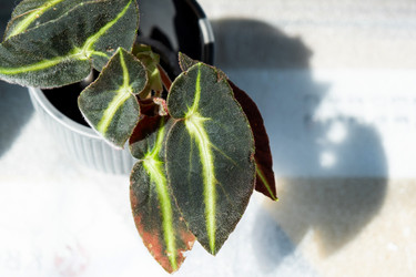 Similar image 21086184