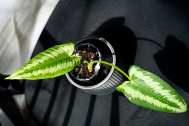 Similar image 21086190