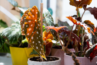 Similar image 21086216