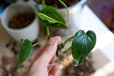 Similar image 21086227