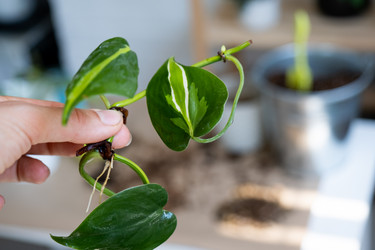 Similar image 21086229