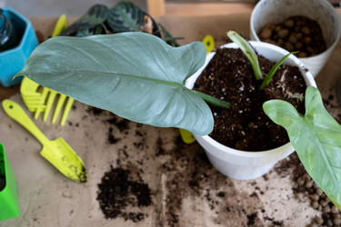 Similar image 21086379