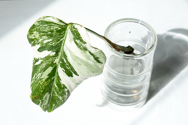 Similar image 21086383