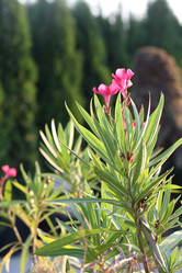 Similar image 21090210