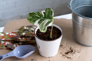 Similar image 21086106