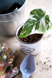 Similar image 21086107