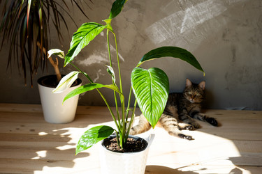 Similar image 21086273