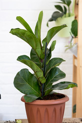 Similar image 21086307