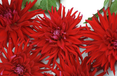 Similar image 21129266