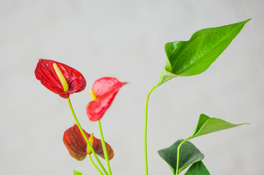 Similar image 21129268