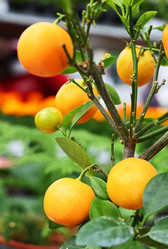 Similar image 21084726