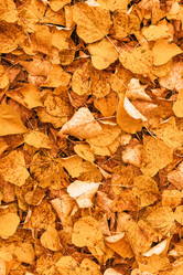 Similar image 21083974