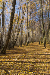 Similar image 21084633