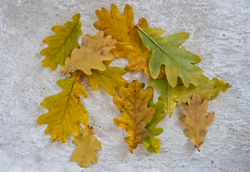 Similar image 21087525