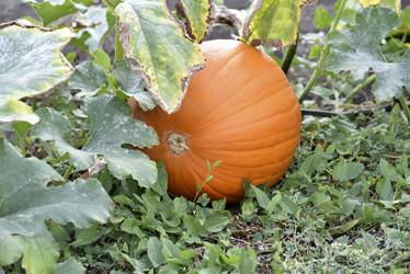 Similar image 21085465