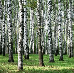 Similar image 21085434