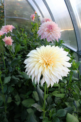 Similar image 21089915