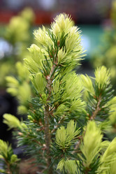 Similar image 21090272